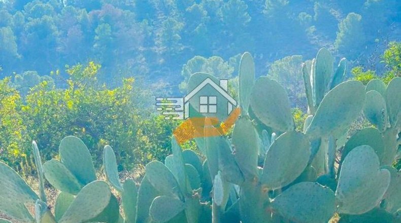 Múrcia - Abarán - 60000m2