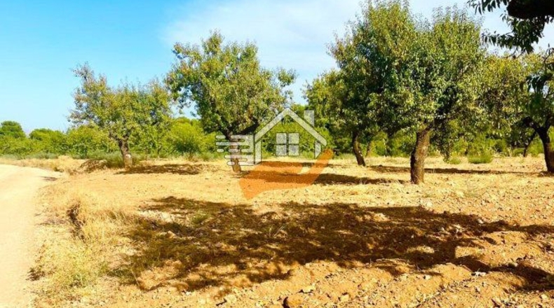 Almería - Vélez-Rubio - 22490m2