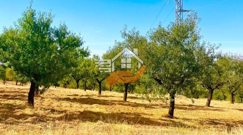 Almería - Vélez-Rubio - 22490m2