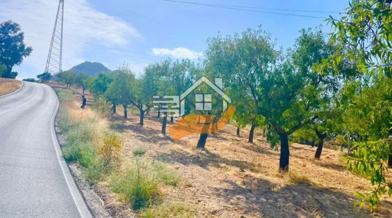 Almería - Vélez-Rubio - 22490m2