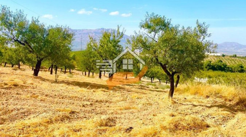 Almería - Vélez-Rubio - 22490m2