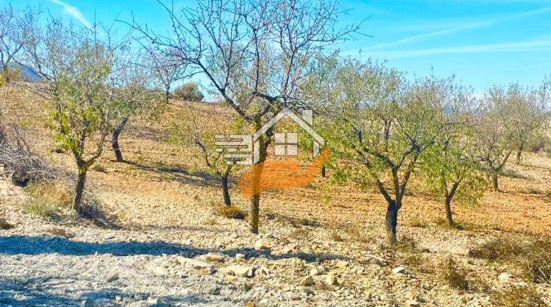 Almeria - Vélez-Rubio - 130000m2