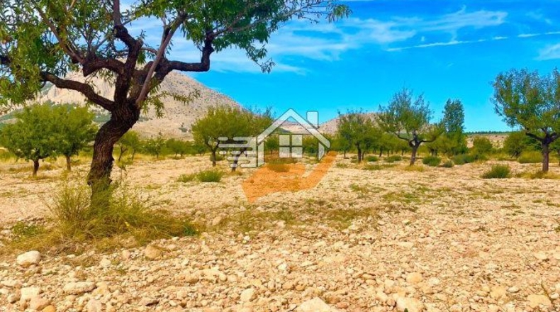 Almería - Vélez-Blanco - 30000m2