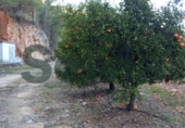 Non-developable land for sale in Alzira ref: TR109495 photo
