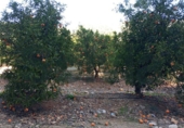 Non-developable land for sale in Alzira ref: TR109495 photo