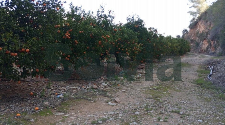 Valencia - la Barraca d'Aigües Vives - 60000m2