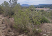 Terreny no urbanitzable en venda a Tortosa ref.: TR184262 foto