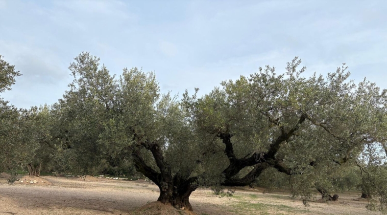 Tarragona - Mas de Barberans - 30m2