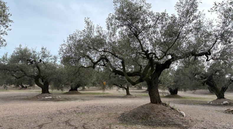 Tarragona - Mas de Barberans - 30m2