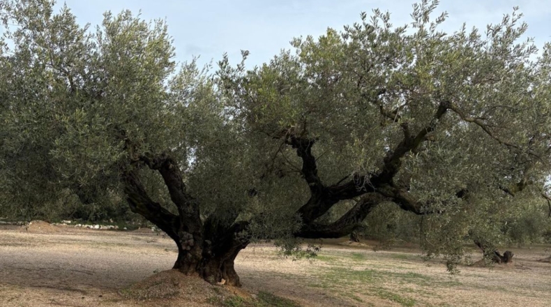 Tarragona - Mas de Barberans - 30m2