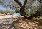 Finca rústica en venta en l'Ampolla ref: TR405058 foto
