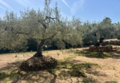 Finca rústica en venta en l'Ampolla ref: TR405058 foto