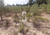 Terreno no urbanizable en venta en Ontinyent ref: TR109030 foto