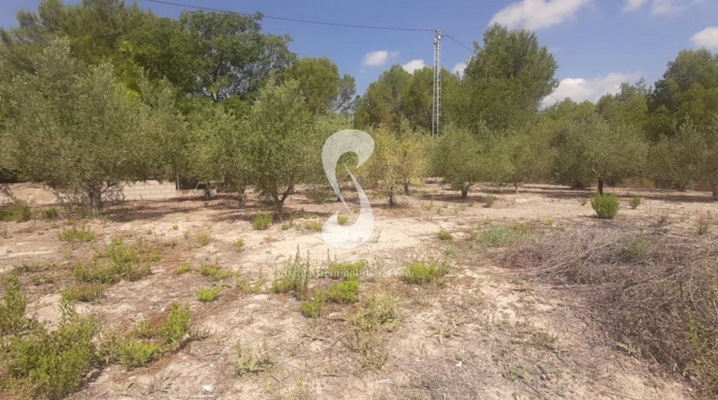 Valencia - Onteniente - 8025m2
