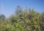 Finca rústica en venta en Castellón de la Plana ref: TR278165 foto