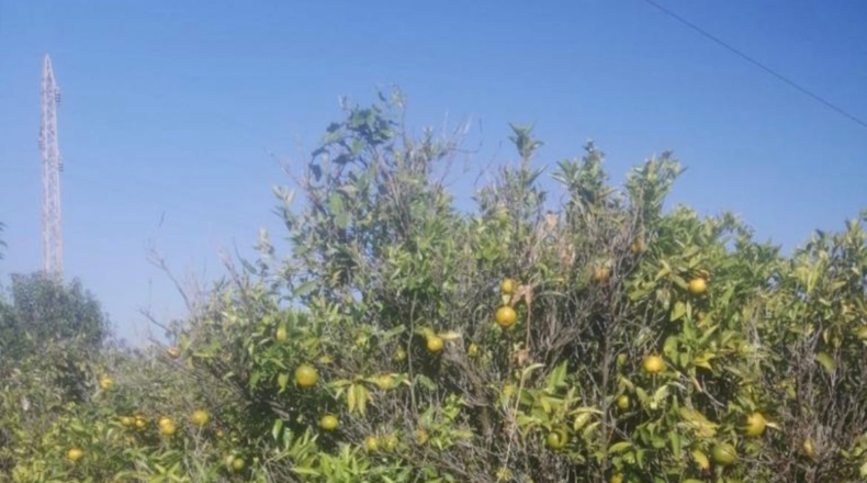 Castellón - Castellón de la Plana - 3049m2