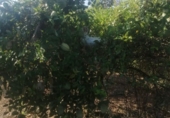 Finca rústica en venta en Castellón de la Plana ref: TR278165 foto