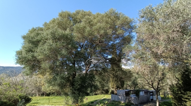 Cádiz - Jimena de la Frontera - 10000m2