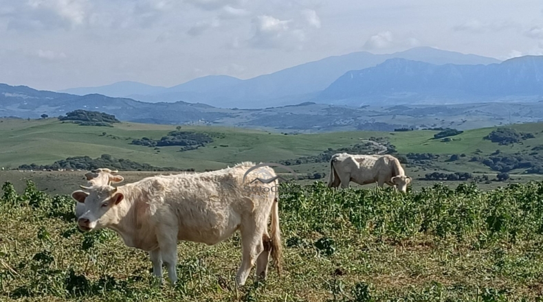 Cádiz - Jimena de la Frontera - 10000m2