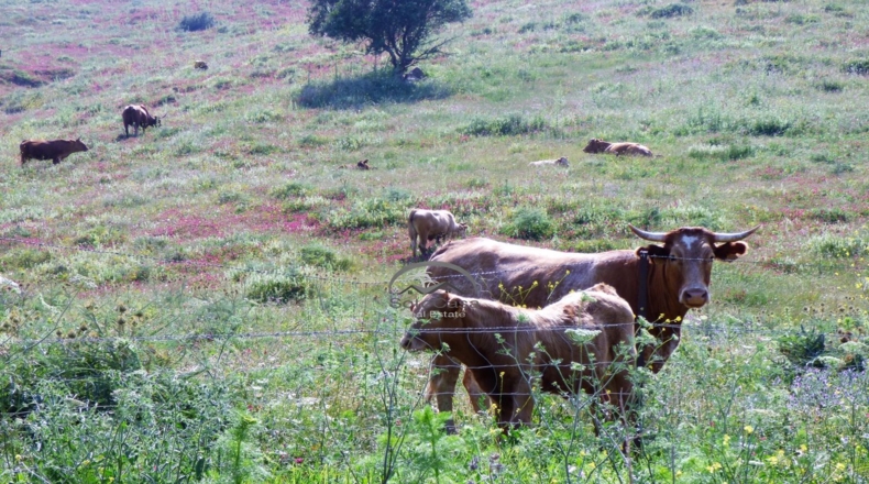 Cádiz - Jimena de la Frontera - 10000m2