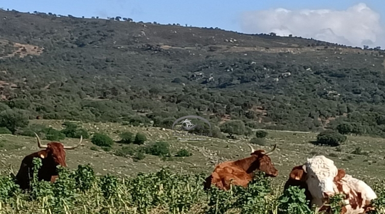 Cádiz - Jimena de la Frontera - 10000m2