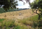 Finca rústica en venda a Jimena de la Frontera ref.: TR186248 foto