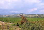 Finca rústica en venda a Jimena de la Frontera ref.: TR186248 foto