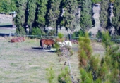 Detached villa with land for rent in San Roque ref: TR276676 photo
