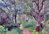 Rural estate for sale in Jimena de la Frontera ref: TR276693 photo