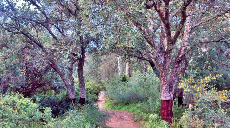 Cádiz - Jimena de la Frontera - 200m2
