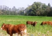 Rural estate for sale in Jimena de la Frontera ref: TR276693 photo