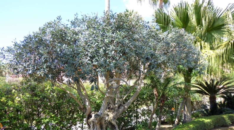 Cádiz - San Roque - 1550m2