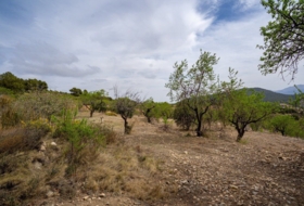 Lorca 16300&nbsp;м²