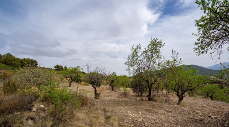 Murcia - Lorca - 16300m2