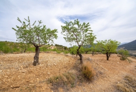 Lorca 16300&nbsp;м²