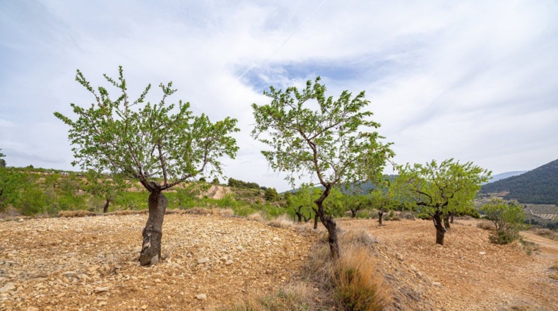 Murcia - Lorca - 16300m2