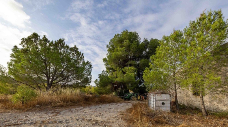 Murcia - Bullas - 50000m2
