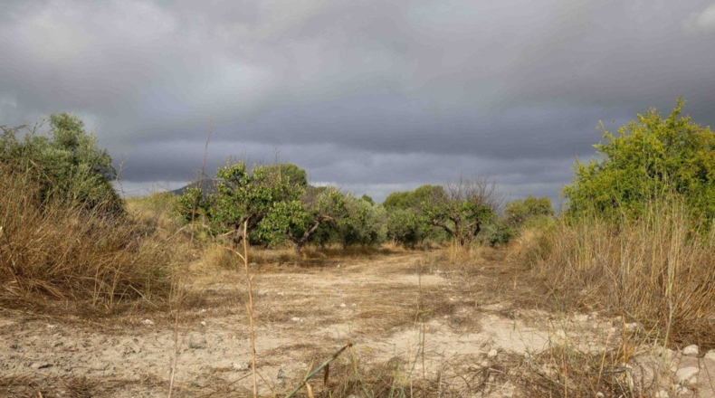 Murcia - Bullas - 50000m2