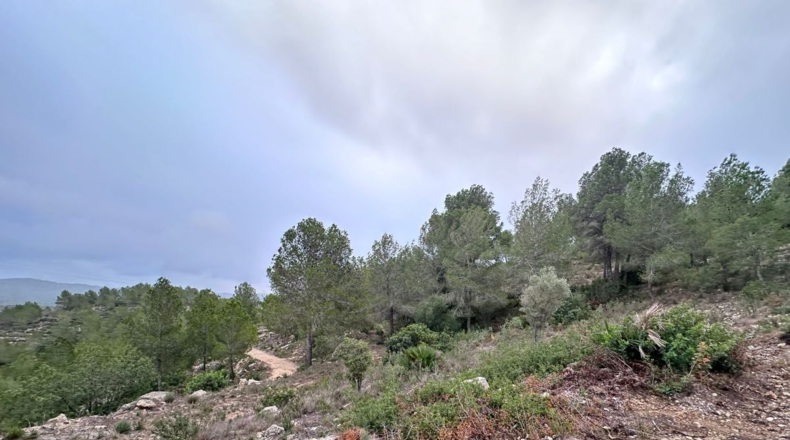 Valencia - Real - 8601m2