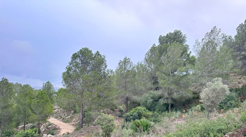 Valencia - Real - 8601m2
