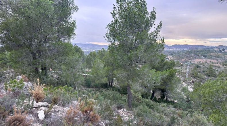 Valencia - Real - 8601m2