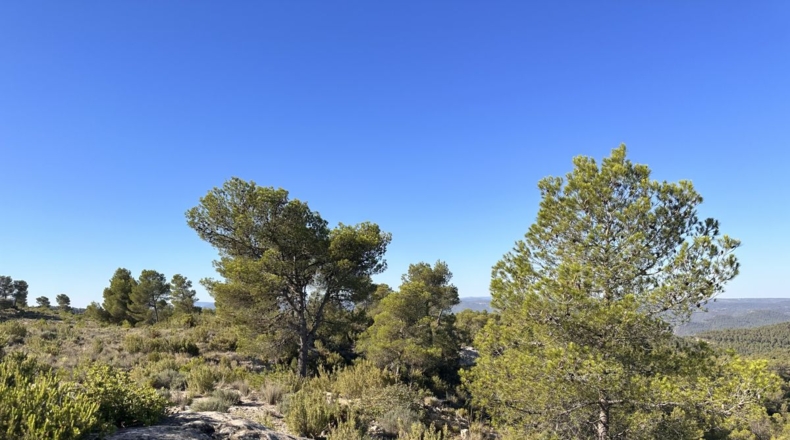 Valencia - Requena - 561m2