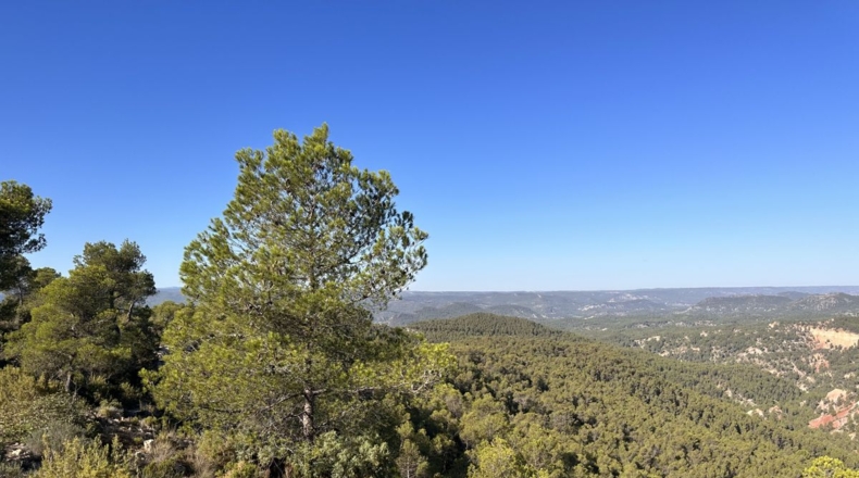 Valencia - Requena - 561m2