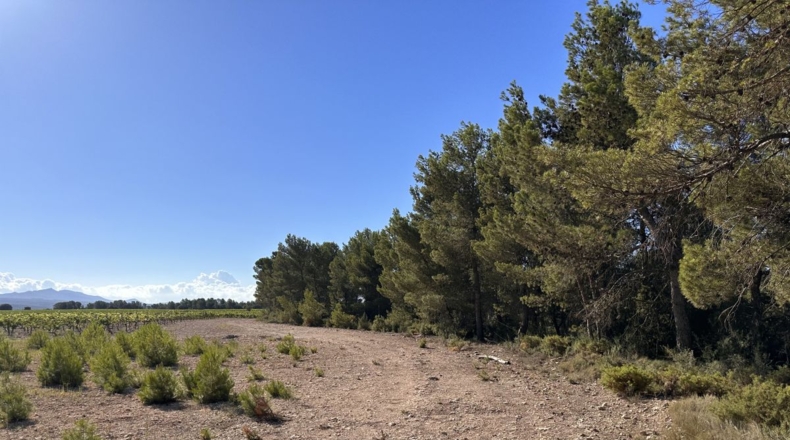 Valencia - Requena - 561m2