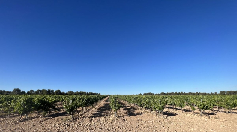 Valencia - Requena - 561m2