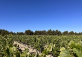 Casa de pueblo en venta en Requena ref: TR381330 foto