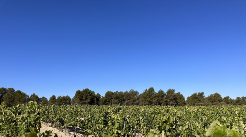 Valencia - Requena - 561m2
