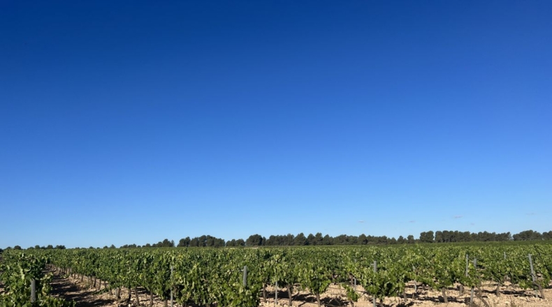 Valencia - Requena - 561m2