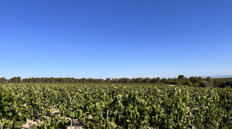 Valencia - Requena - 561m2