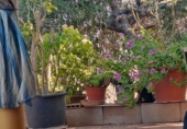 Chalet independiente con terreno en venta en la España, Posadas, ref: TR253779 foto